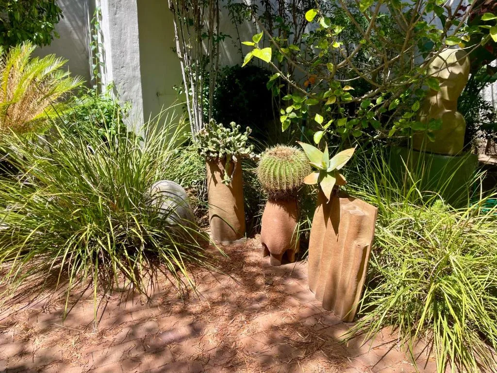 Sunny garden corner with potted cactus, ornamental grasses, and climbing vines
