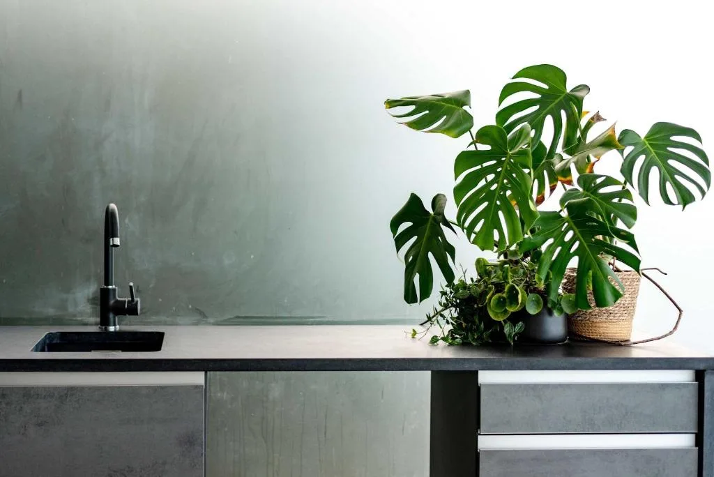 Modern kitchen countertop with black faucet and potted monstera plant