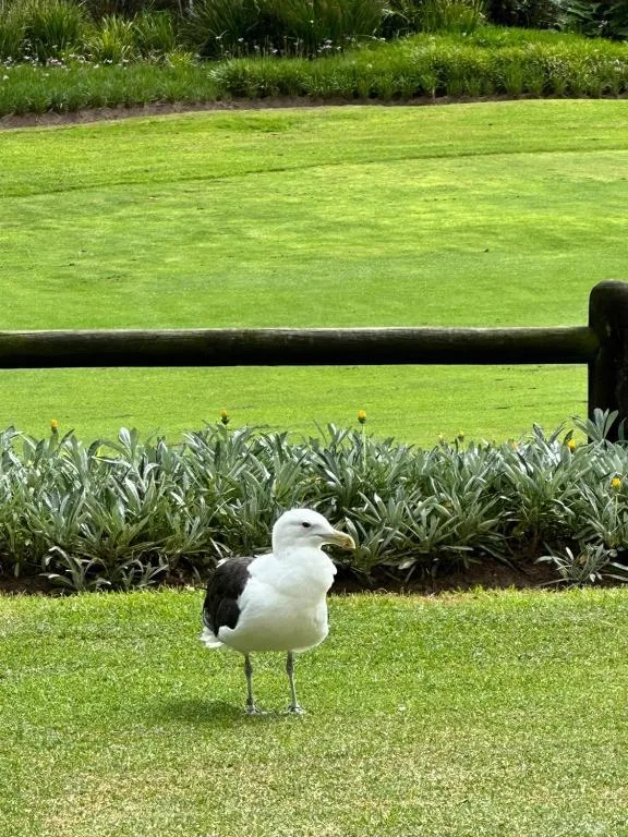 Seabird standing on manicured lawn with garden fence and hedging