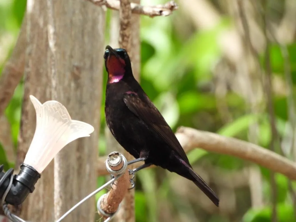 Black sunbird with iridescent throat feeding from white flower