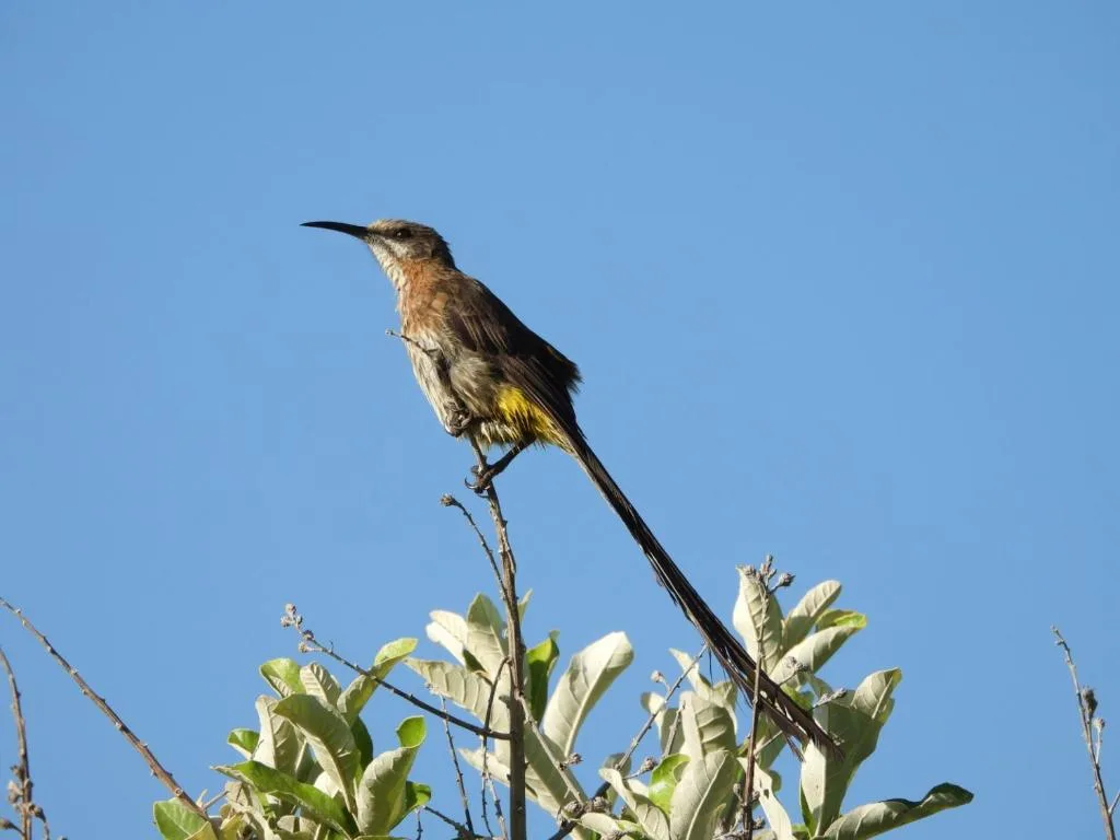 Sunbird perched on branch with clear blue sky background