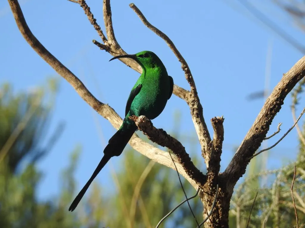 Brilliant green sunbird perched on dry branch against blue sky