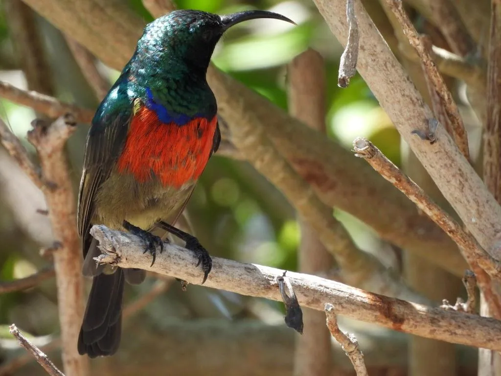 Colorful hummingbird with green head and red chest perched on branch