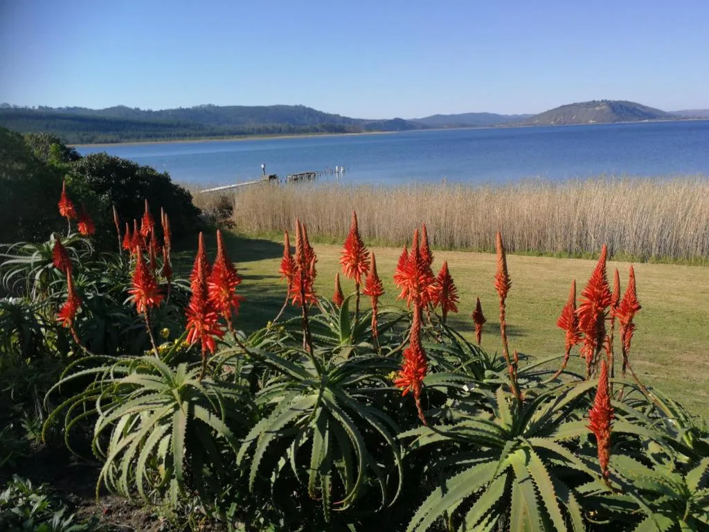 Red flowers frame scenic lake view with mountains across water