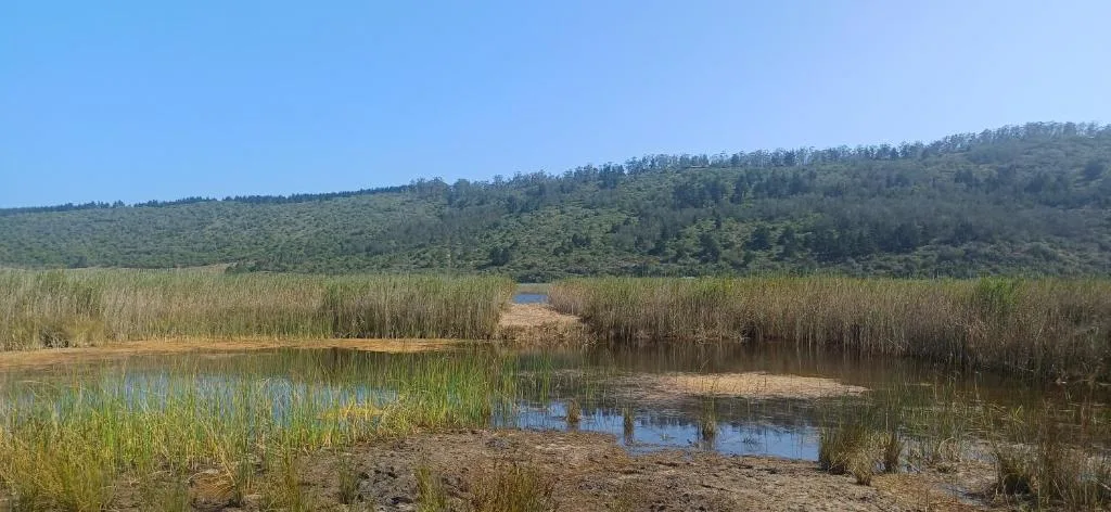 Scenic wetland and lagoon with forested hills beyond