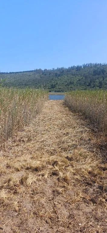 Scenic landscape with reed beds, water, and forested hills beyond