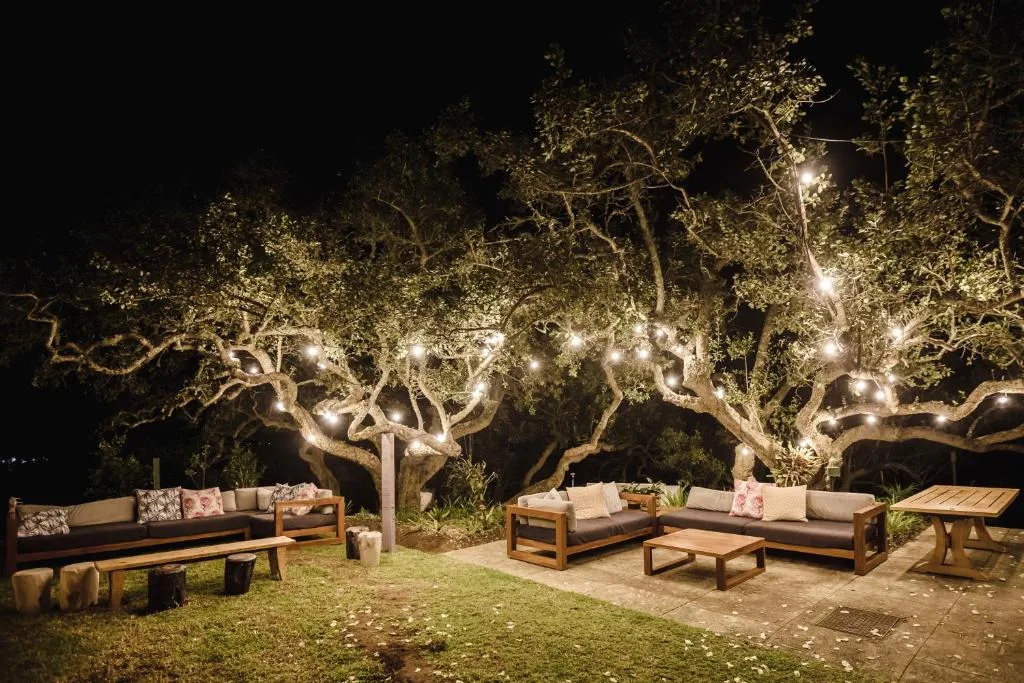Illuminated outdoor seating area with sofas beneath ancient gnarled trees