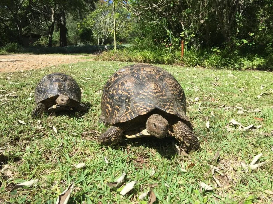 Two tortoises on the grassy grounds of the property