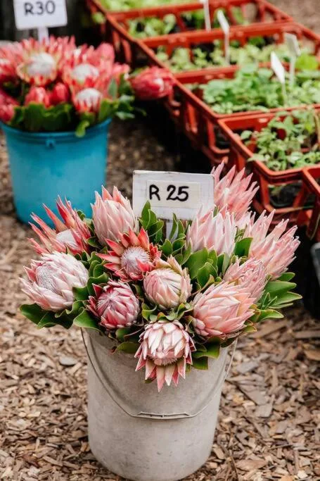 Pink protea flowers in concrete pot with price tag at garden nursery