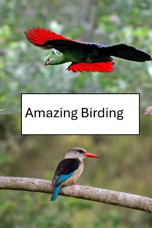 Colorful birds in flight and perched, showcasing local Garden Route wildlife