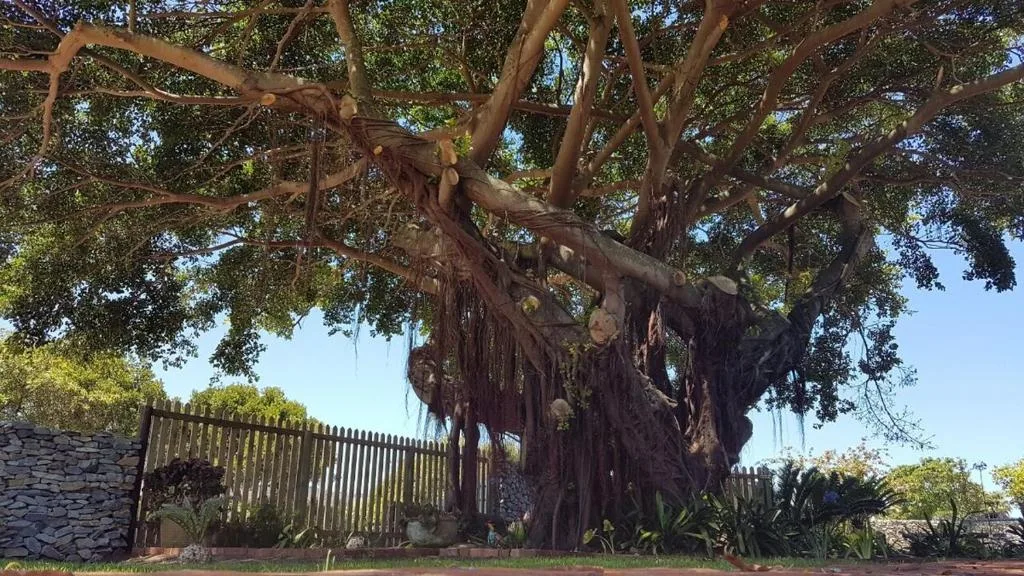 Ancient gnarled tree with sprawling branches frames stone cottage entrance