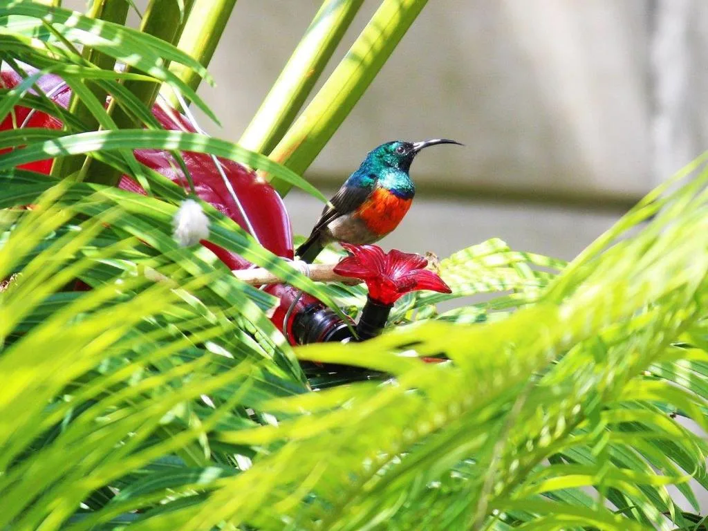 Colorful hummingbird perched on red flower among green foliage
