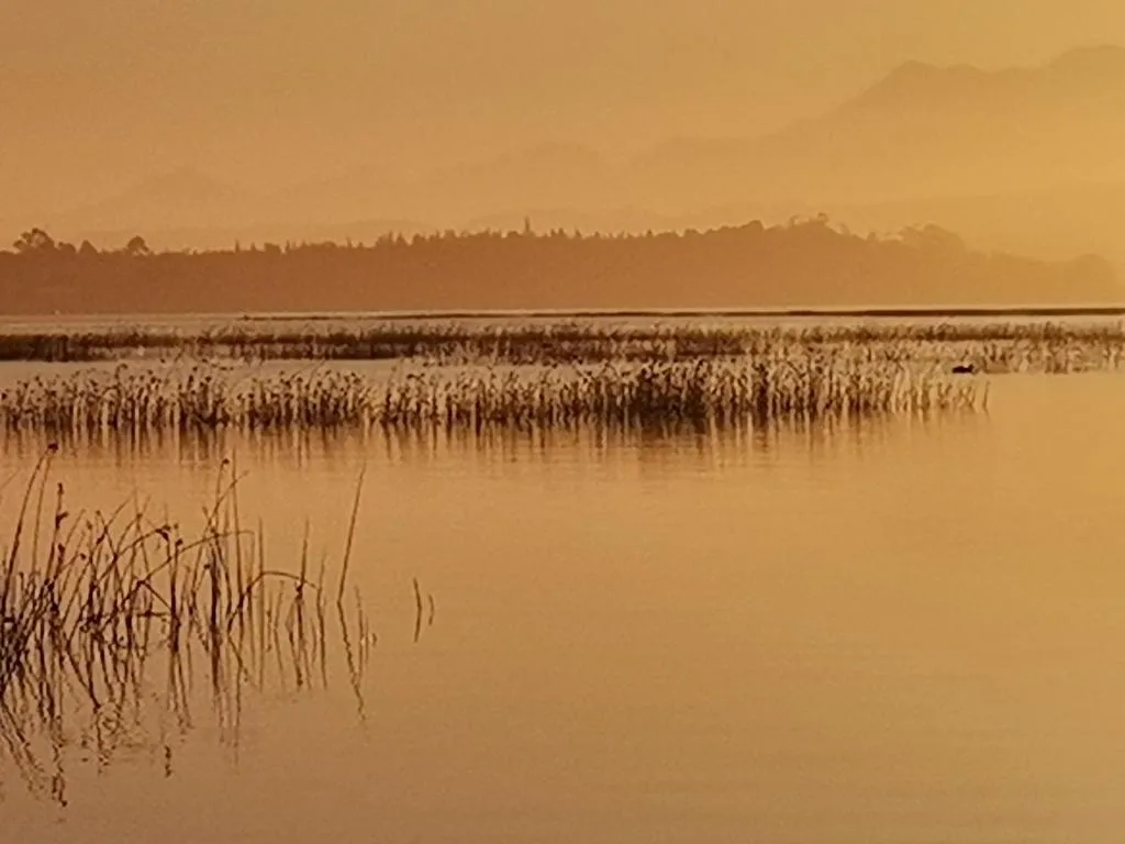 Golden sunrise over tranquil lagoon with reed beds and forested shoreline