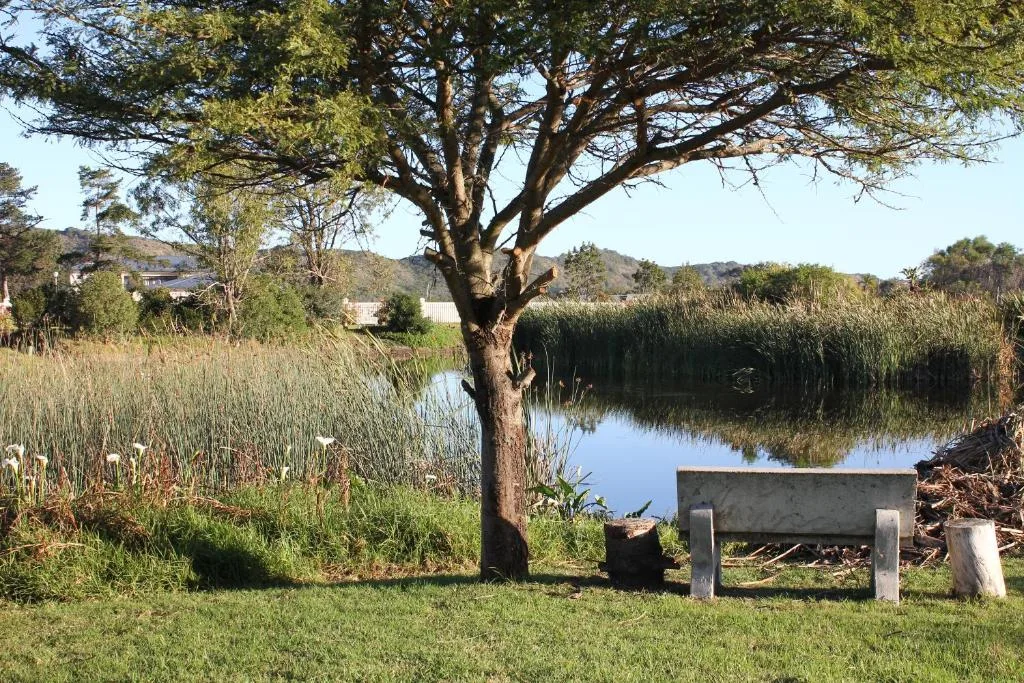 Lagoon view with large tree, reeds, and tranquil water landscape