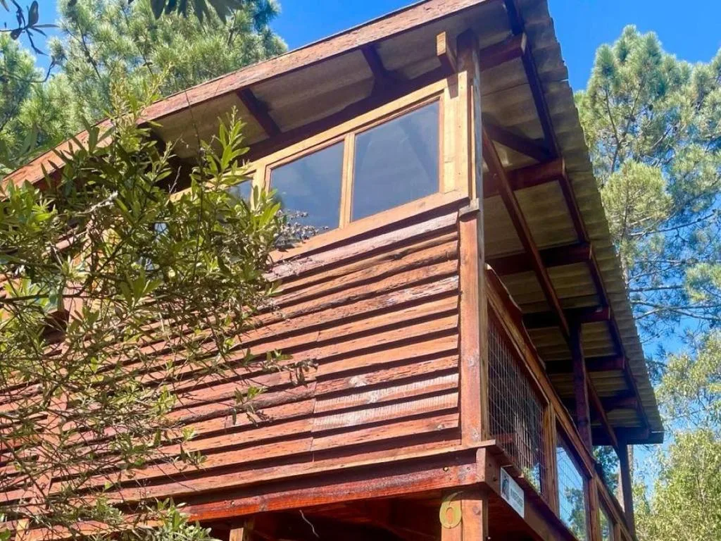 Modern wooden cabin with large windows nestled among tall trees