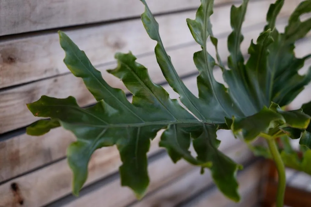 Close-up of green potted plant leaves against wooden deck railing