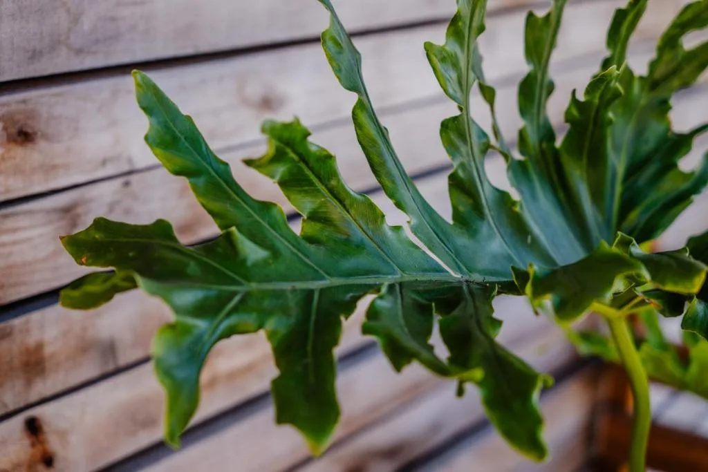 Close-up of green foliage plant against wooden deck railing
