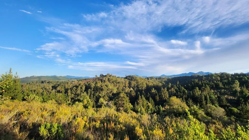 Expansive forested valley landscape with distant mountains and blue sky