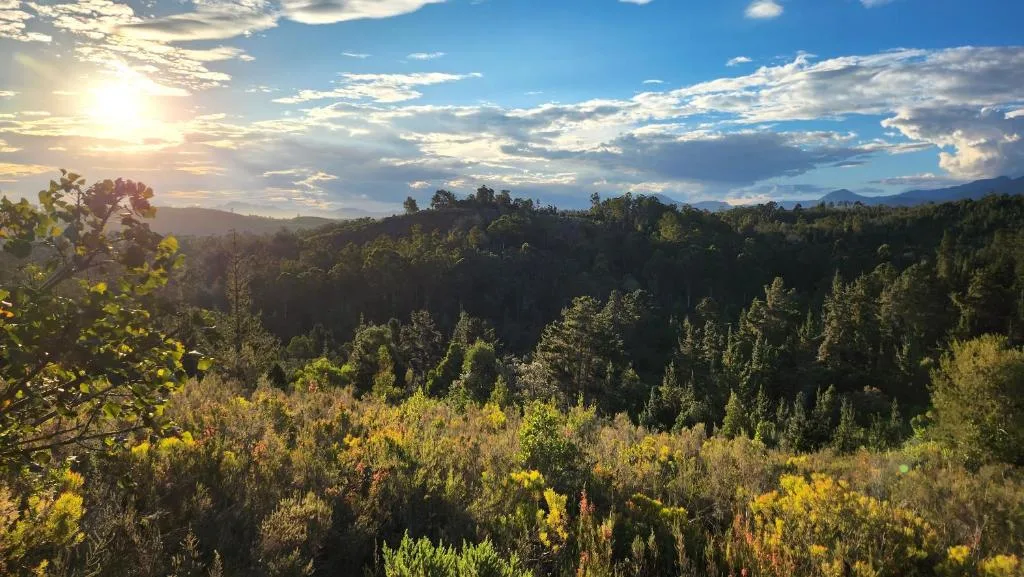 Expansive forested landscape with mountains and dramatic sunset sky