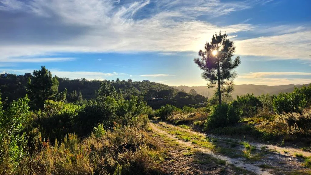 Scenic landscape with forested hills and mountain backdrop at sunset