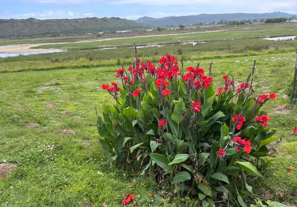 Scenic valley view with red flowers and mountains in distance