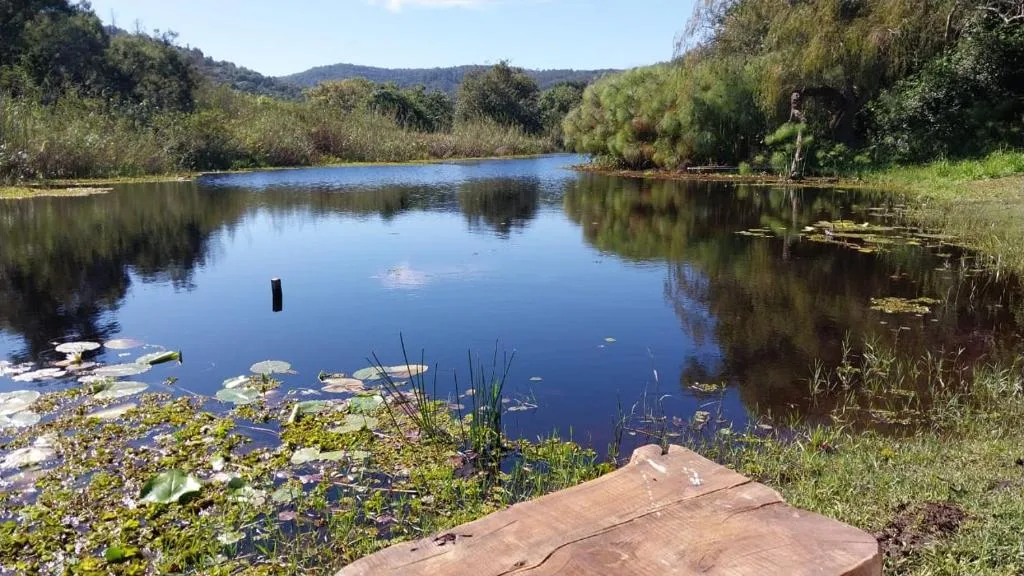 Serene river view with lush vegetation and forested hills surrounding calm water