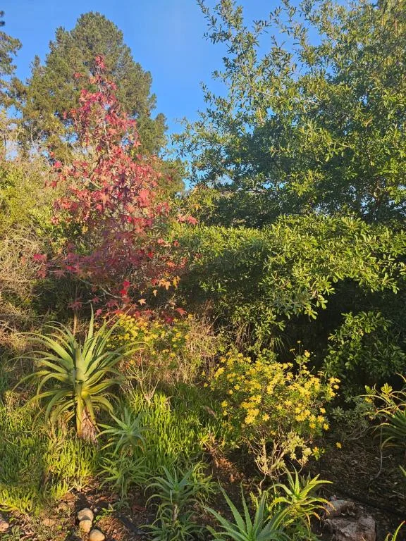 Lush garden with flowering trees and native plants, clear blue sky