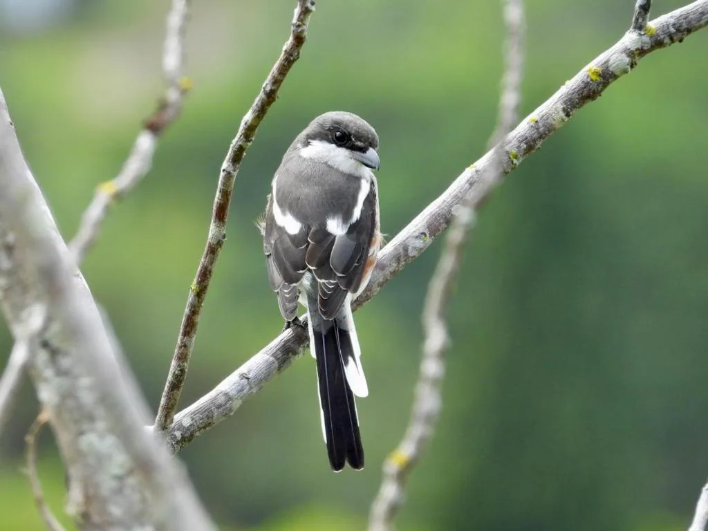 Small grey and white bird perched on lichen-covered branch outdoors