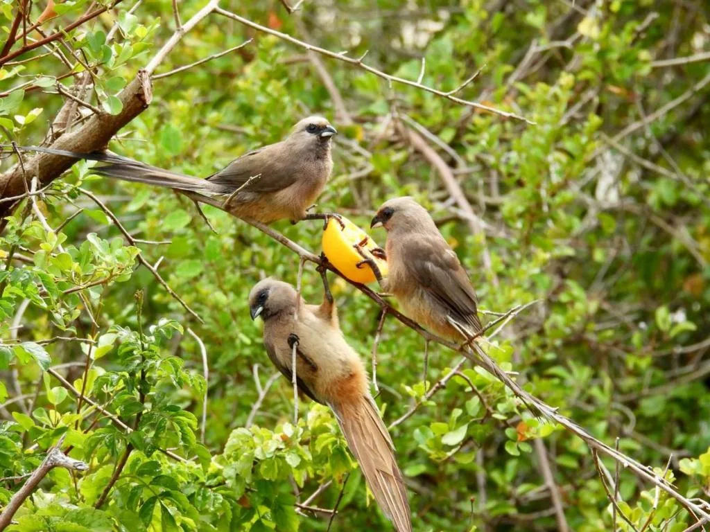 Three birds perched on branch with yellow fruit feeder in garden