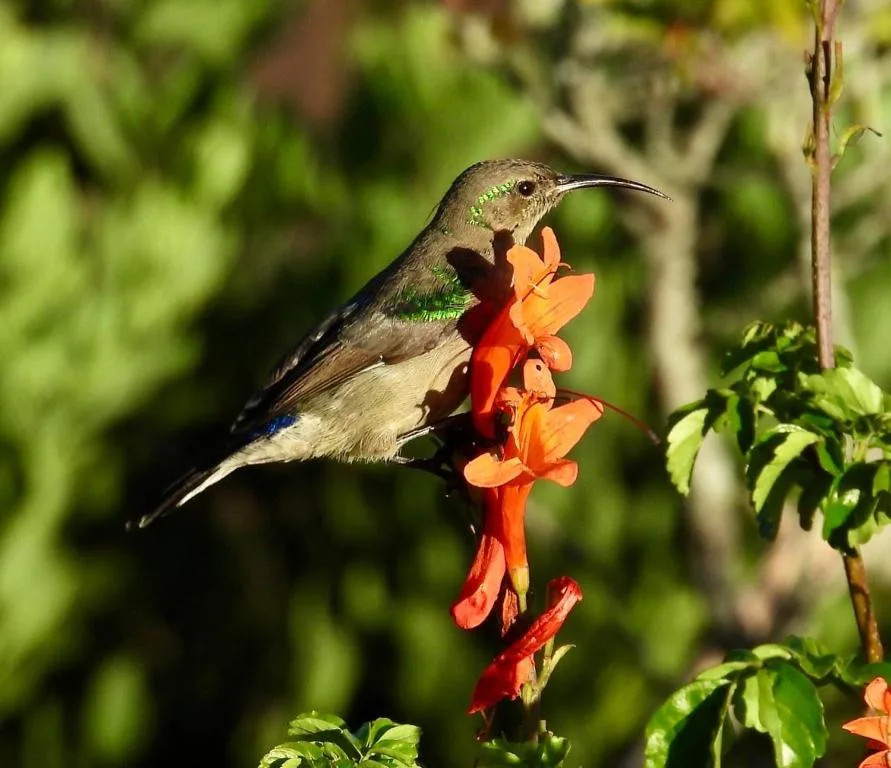 Hummingbird feeding on vibrant orange flowers in garden