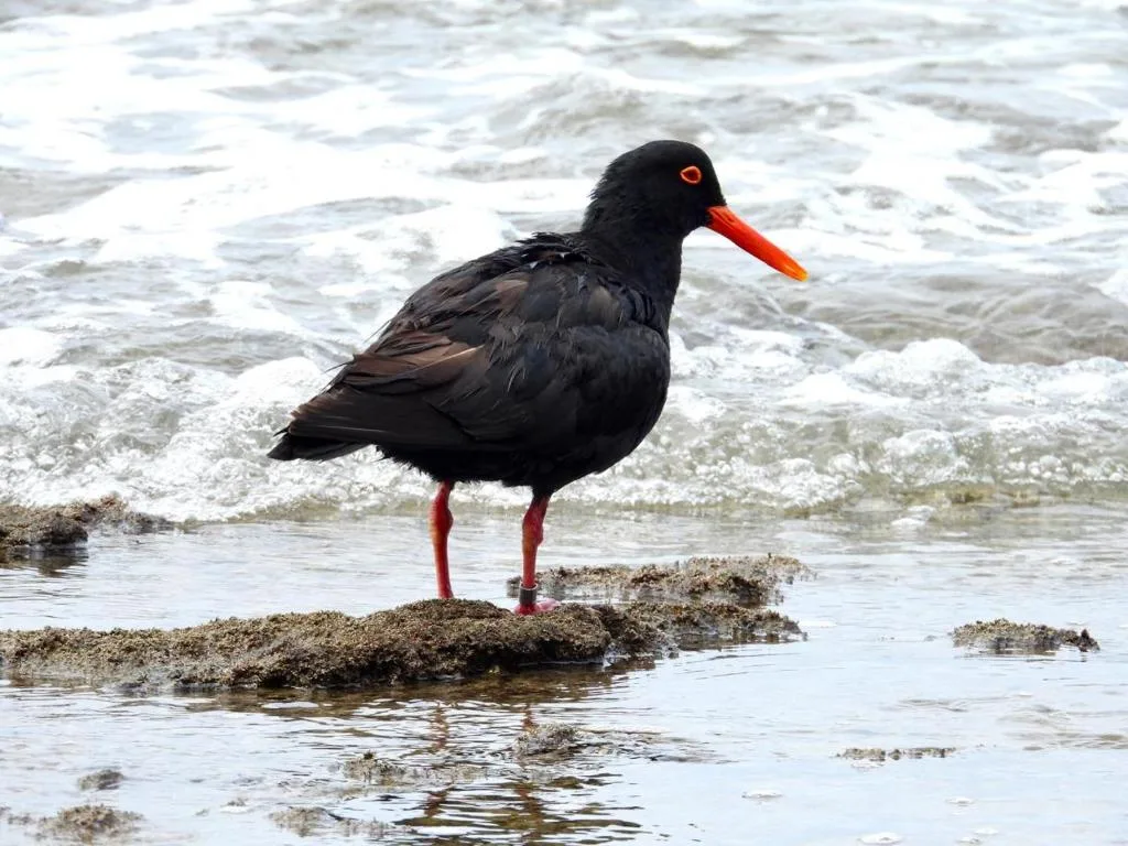 Black oyster catcher bird on beach rocks with ocean waves