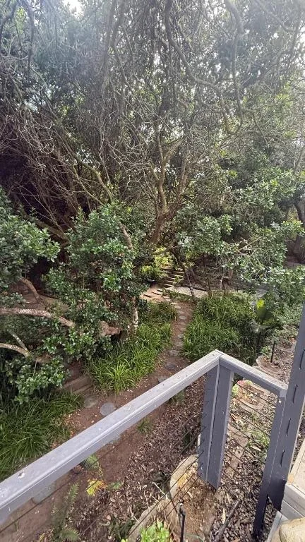 Shaded garden pathway with mature trees and native vegetation