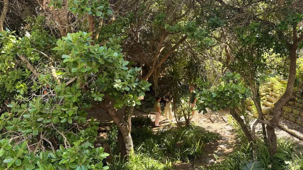 Shaded garden pathway lined with mature trees and lush green vegetation