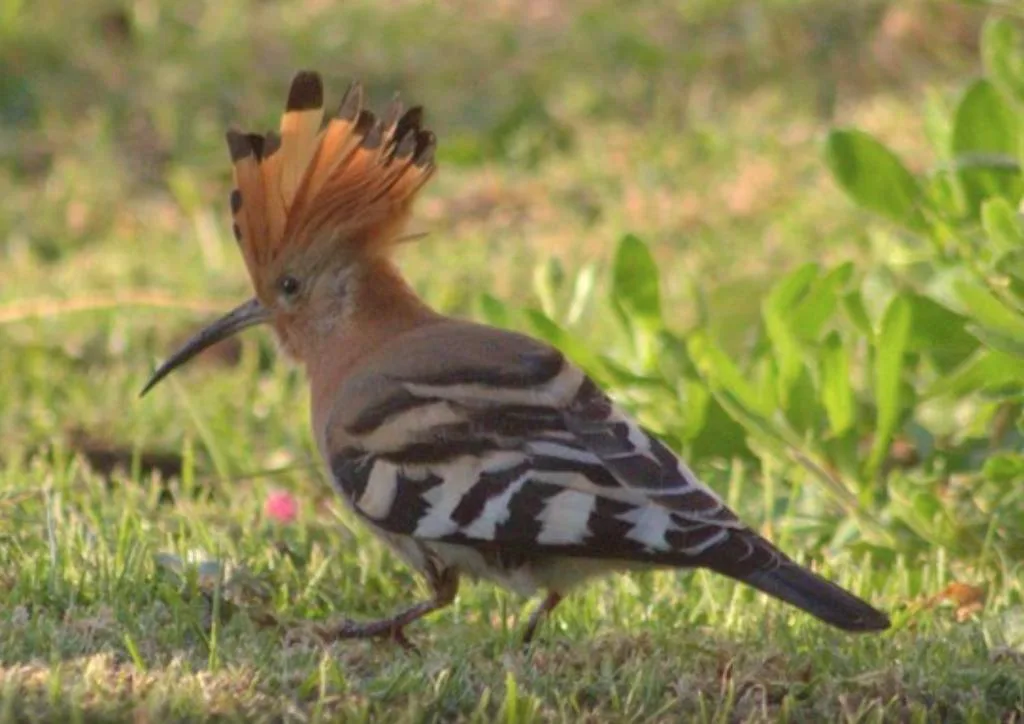 Hoopoe bird with distinctive crest standing on grass near property