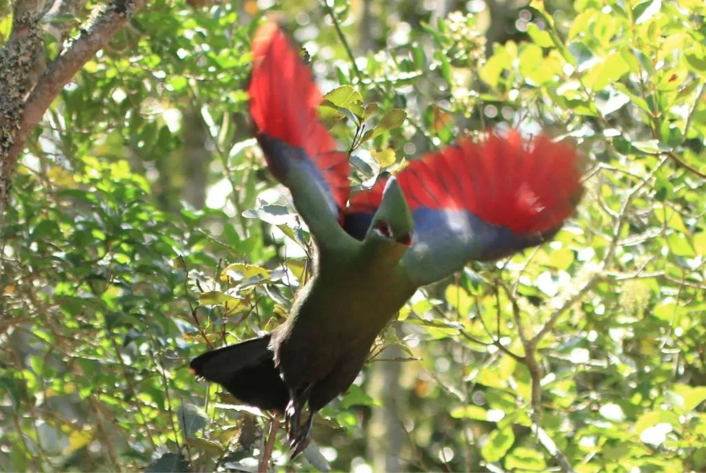 Vibrant red and black bird perched among lush green foliage