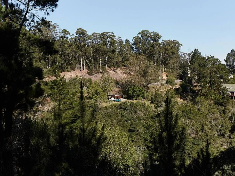 Forested hillside with cabin nestled among native trees and vegetation