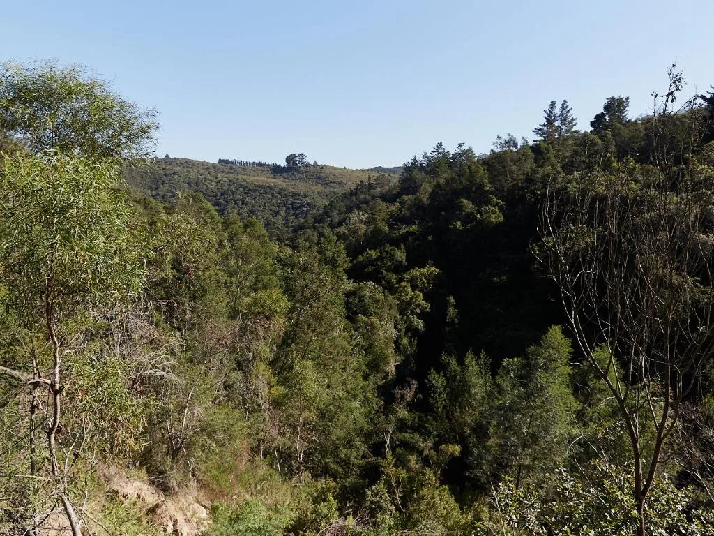 Lush forested valley with rolling hills under clear blue sky