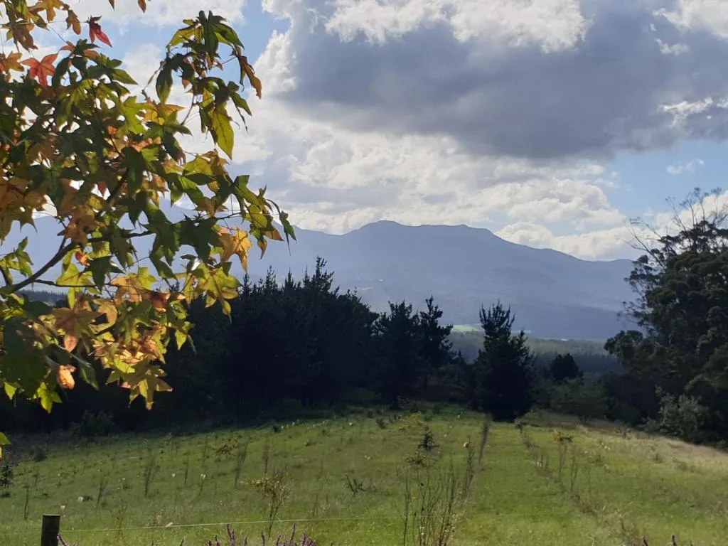Mountain vista framed by autumn foliage and lush green meadow