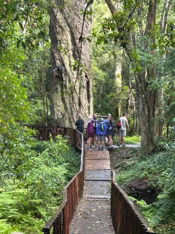 Lush forest path with towering trees and wooden bridge railings