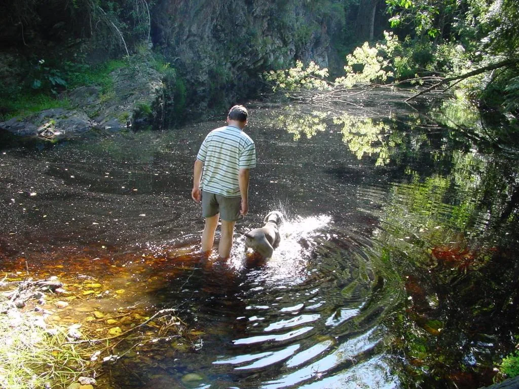 Person and dog wading in scenic forest stream surrounded by lush vegetation