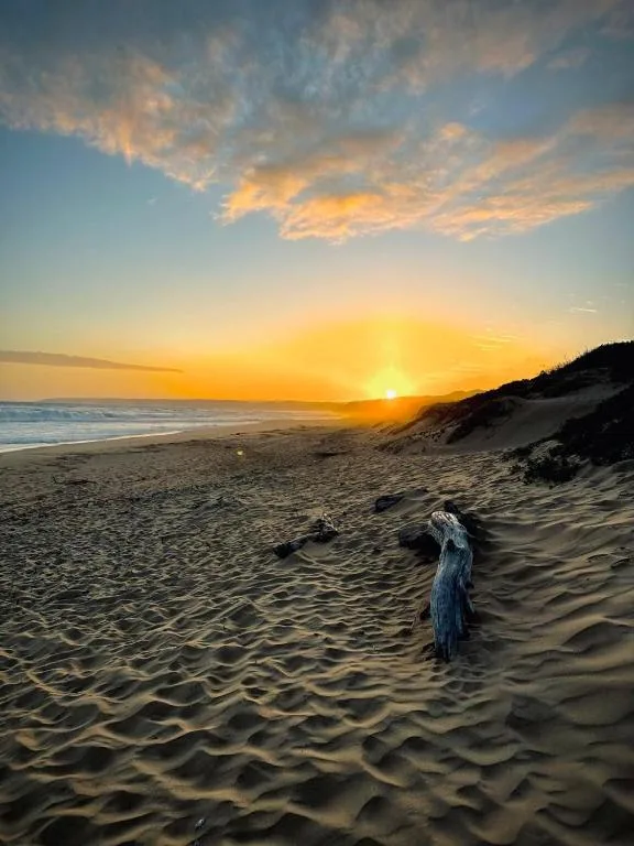 Golden sunset over sandy beach with driftwood and ocean horizon