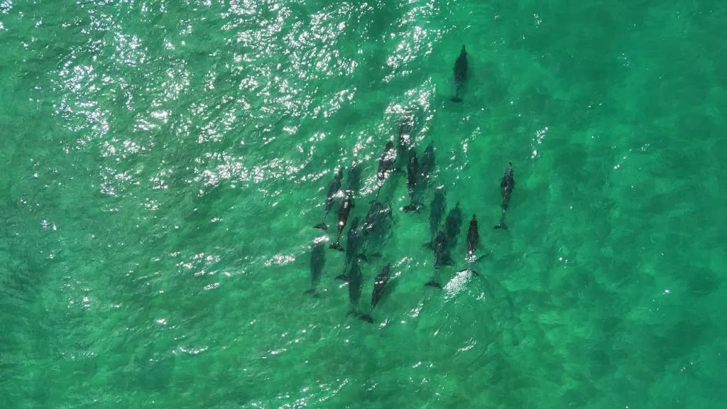 Aerial view of dolphins swimming in turquoise ocean waters near the property