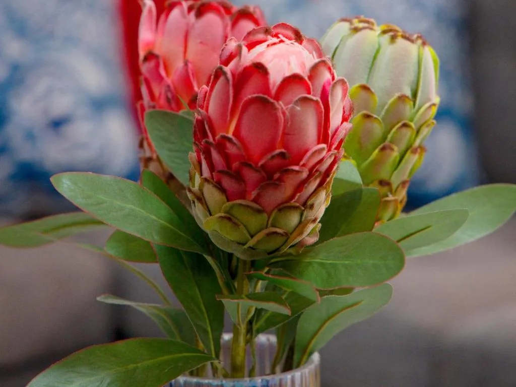 Close-up of vibrant red and pink protea flowers in a vase
