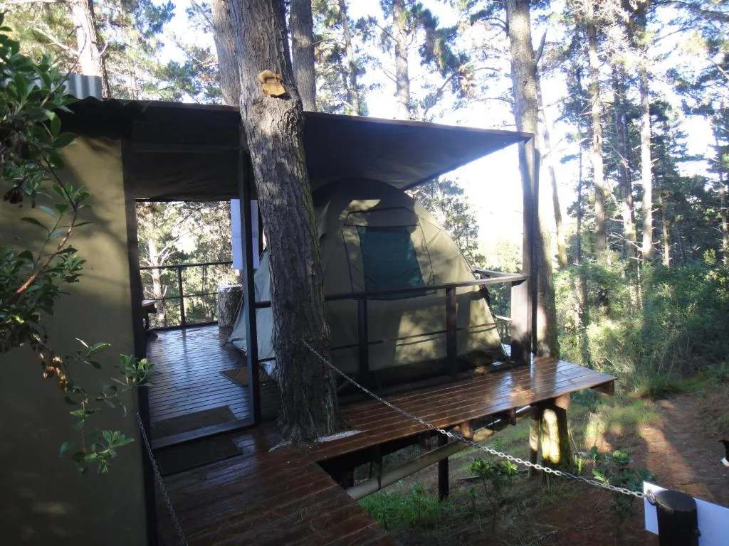 Wooden deck with black shade structure nestled among tall pine trees