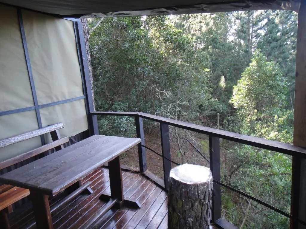 Wooden deck with seating area overlooking dense forest canopy and vegetation