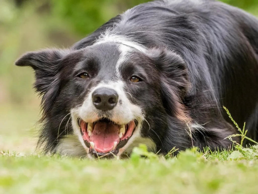 Happy black and white dog lying on green grass outdoors