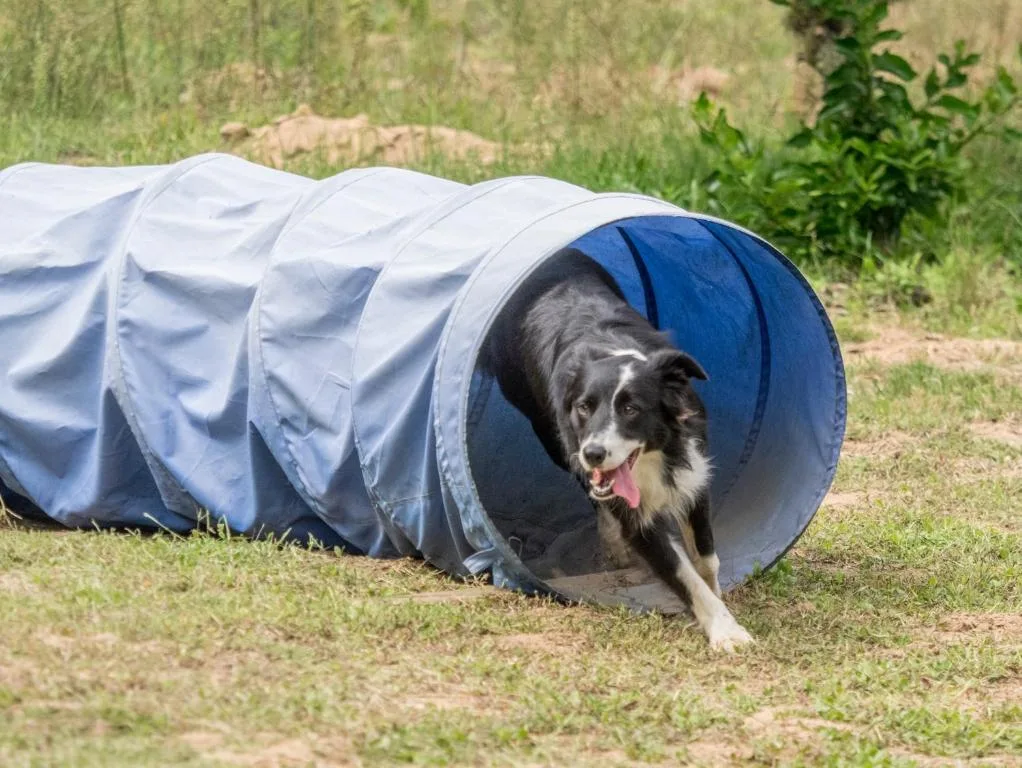 Dog emerging from blue and white agility tunnel on grassy garden area