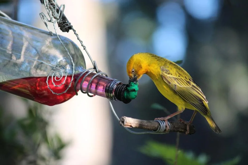 Bright yellow bird feeding from decorative hummingbird feeder in garden