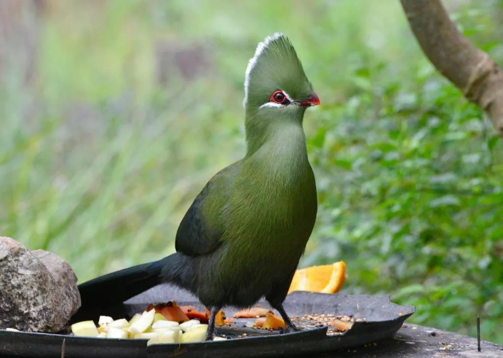 Local bird eating fruit and seeds from a garden feeding plate
