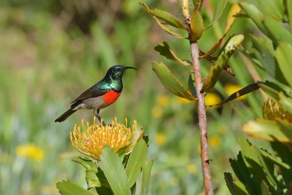 Vibrant sunbird with iridescent green head and red breast perched on yellow flower